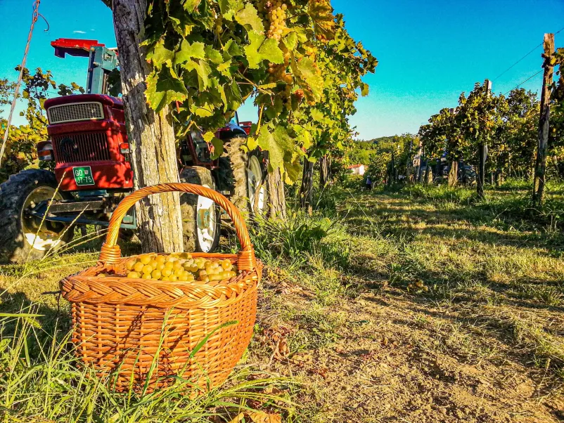 Premium wines Goriška Brda