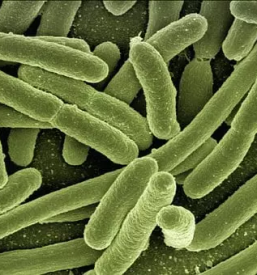 Preprecevanje in obvladovanje okuzb slovenija