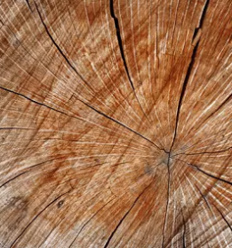 Prevoz lesa in hlodovine gorenjska