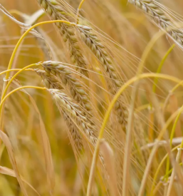 Najboljši pivovarski ječmen