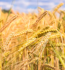 Ugodna pridelava pivovarskega ječmena za tuje partnerje