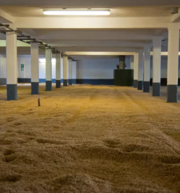 Dober pivovarski ječmen