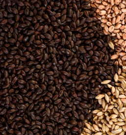 Kvalitetna pridelava pivovarskega ječmena