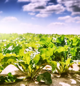 Pridelava sladkorne pese slovenija