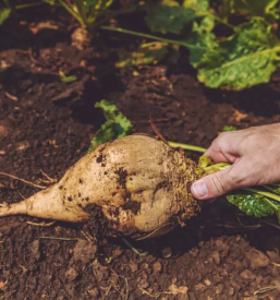 Pridelava sladkorne pese slovenija