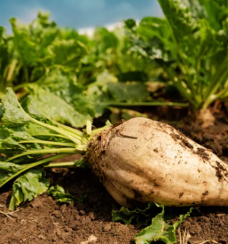 Pridelava sladkorne pese slovenija