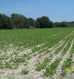 Sladkorna pesa Slovenija