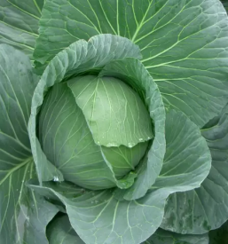 Pridelovanje sadik vrtnin gorenjska