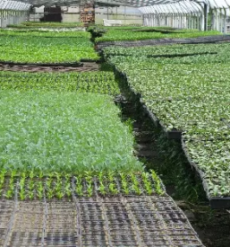 Pridelovanje sadik vrtnin gorenjska