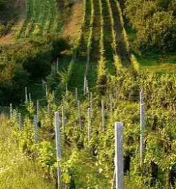 Prireditev starih obicajev zgornja velka