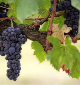 Prireditev starih obicajev zgornja velka