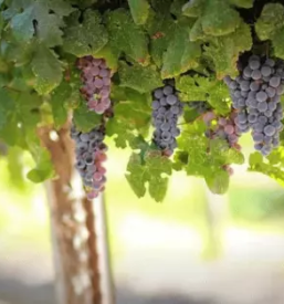 Prireditev starih obicajev zgornja velka