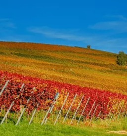 Prireditev starih obicajev zgornja velka