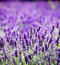 Prodaja bio cistil slovenija