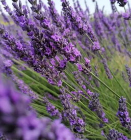 Prodaja bio cistil slovenija