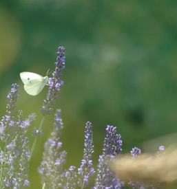 Prodaja bio kozmetike slovenija