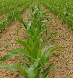 Prodaja bucnega olja slovenija