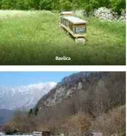 Prodaja cebeljih druzin goriska