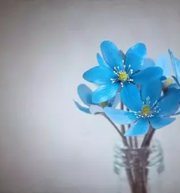 Prodaja cvetja savinjska