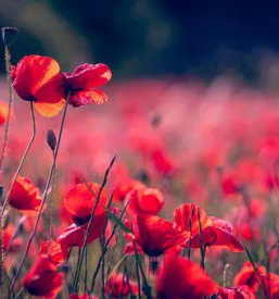 Prodaja cvetja savinjska