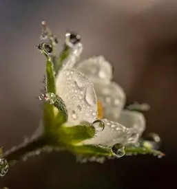 Prodaja cvetja savinjska