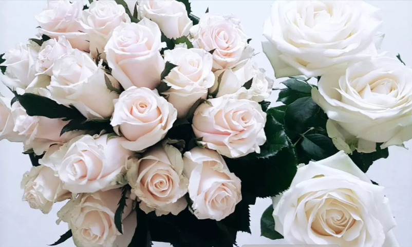 Prodaja cvetja Slovenj Gradec