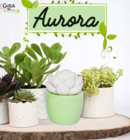 Prodaja difuzorjev slovenija