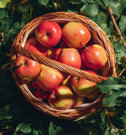 Prodaja domacih jabolk stajerska