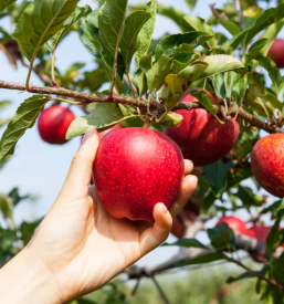 Domača jabolka s Štajerske