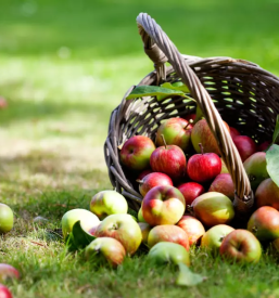 Prodaja domačih jabolk