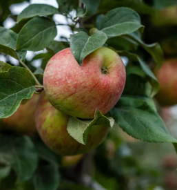 Prodaja domacih jabolk stajerska