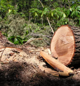 Prodaja hlodovine posavje