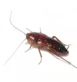 Prodaja hrane za kace v sloveniji