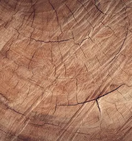 Prodaja hrastovih lamel slovenija