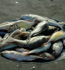 Prodaja in dostava sveze ribe po sloveniji