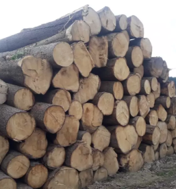 Prodaja in odkup hlodovine Ljubljana