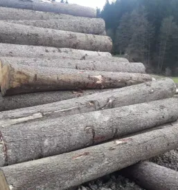 Odkup in prodaja hlodovine Ljubljana