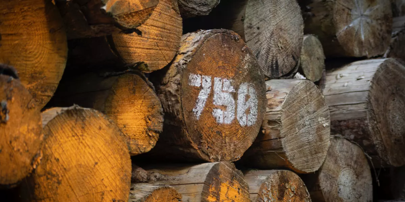 Prodaja in odkup lesa Dolenjska