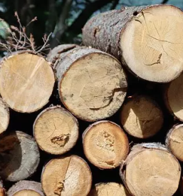 Prodaja in odkup lesa vipava