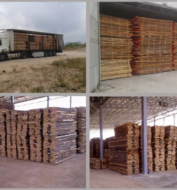 Prodaja in predelava lesa slovenija