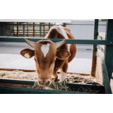 BALS Andrej Sedej s.p.