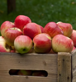 Prodaja jabolk nova gorica okolica
