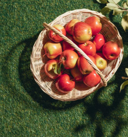 Prodaja jabolk nova gorica okolica