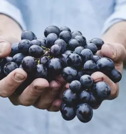 Prodaja kmetijskih pridelkov Štajerska