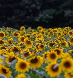 Prodaja domačih pridelkov Štajerska