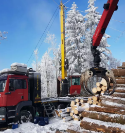 Prodaja lesa dolenjska