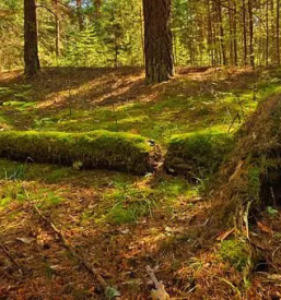 Prodajalec lesa Laško