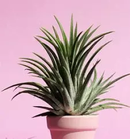 Prodaja loncnic savinjska