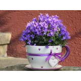 Vrtnarstvo, Igor Trupej, s.p.