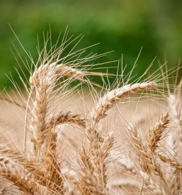 Prodaja domače moke Ljutomer